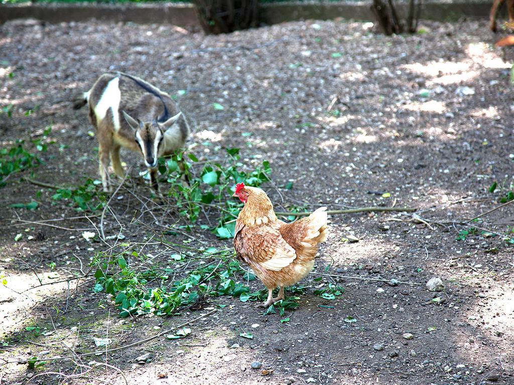 La Patirana Guesthouse Zandobbio Ngoại thất bức ảnh